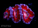 Red and Blue Acan Lord 3 Polyp