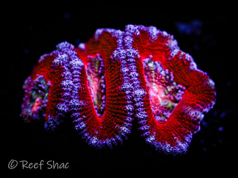 Red and Blue Acan Lord 3 Polyp