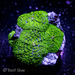 Green Rhodactis Mushroom 4+ Polyp