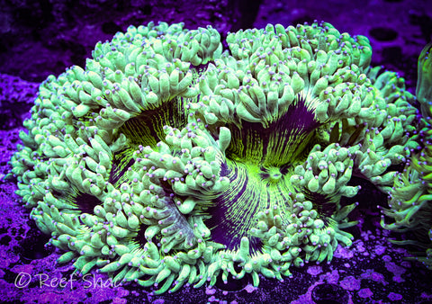 XXL Highlighter Elegance Coral 8+ inches