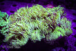 Highlighter Elegance Coral 7+ Inches