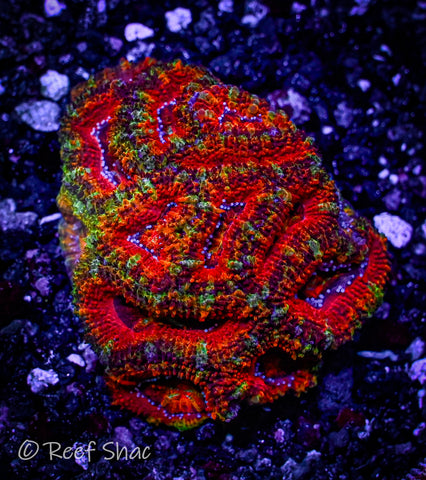 Ultra Rainbow Acan Mini Colony – Reef Shac Aquarium Store