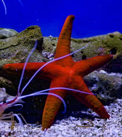 Red Fromia Starfish