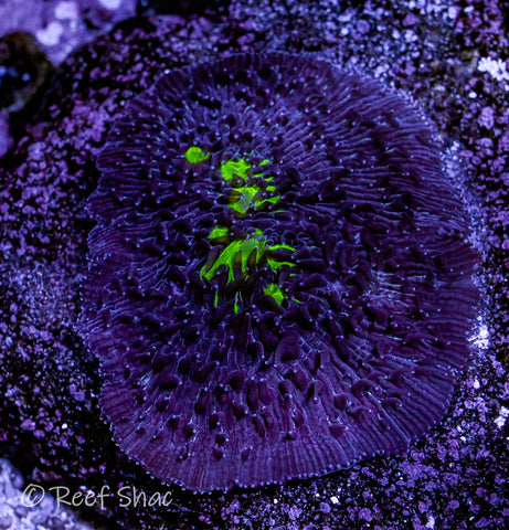 Black Plate Coral