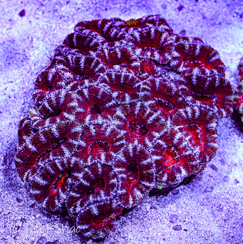 Candy Stripe Acan Colony
