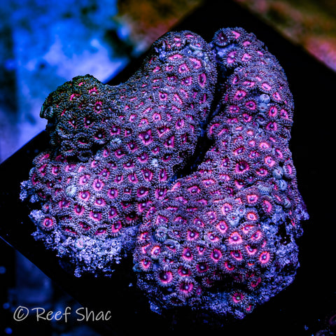 Metallic Pink Zoa Colony