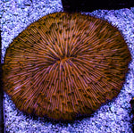 Large Orange Plate Coral