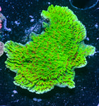 Season's Greetings Montipora