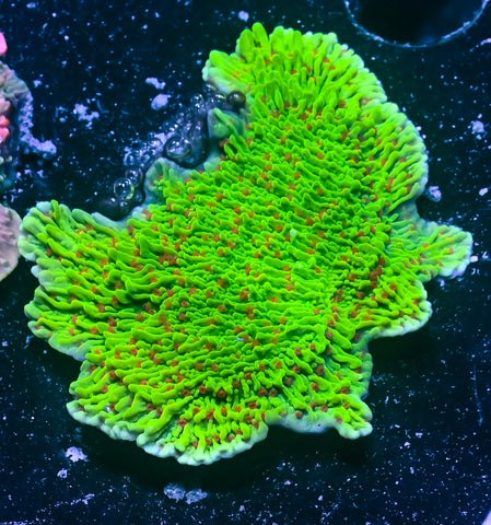 Season's Greetings Montipora