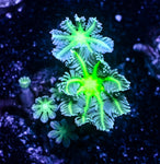 Neon Green Clove Polyp