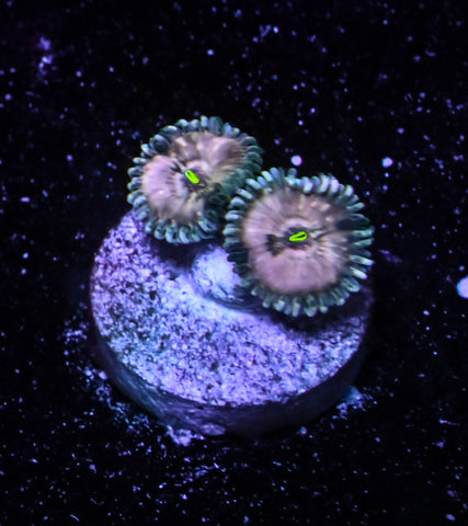 Hawaiian Ding Dang Zoa 2 Polyp