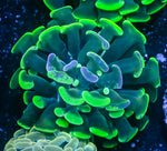 Indo Neon Green Branching Hammer