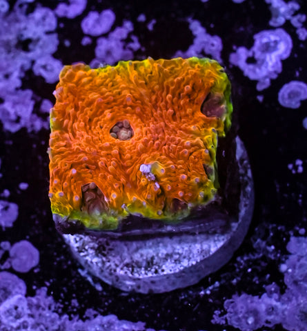 Agent Orange Acan Echinata