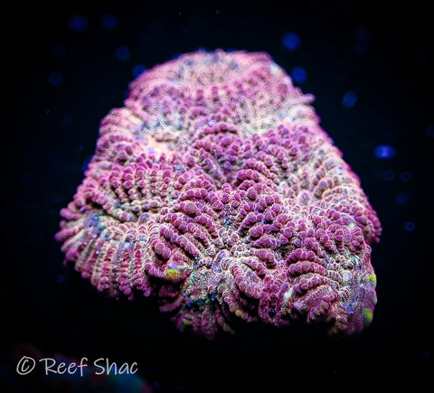 Fluted Moon Coral