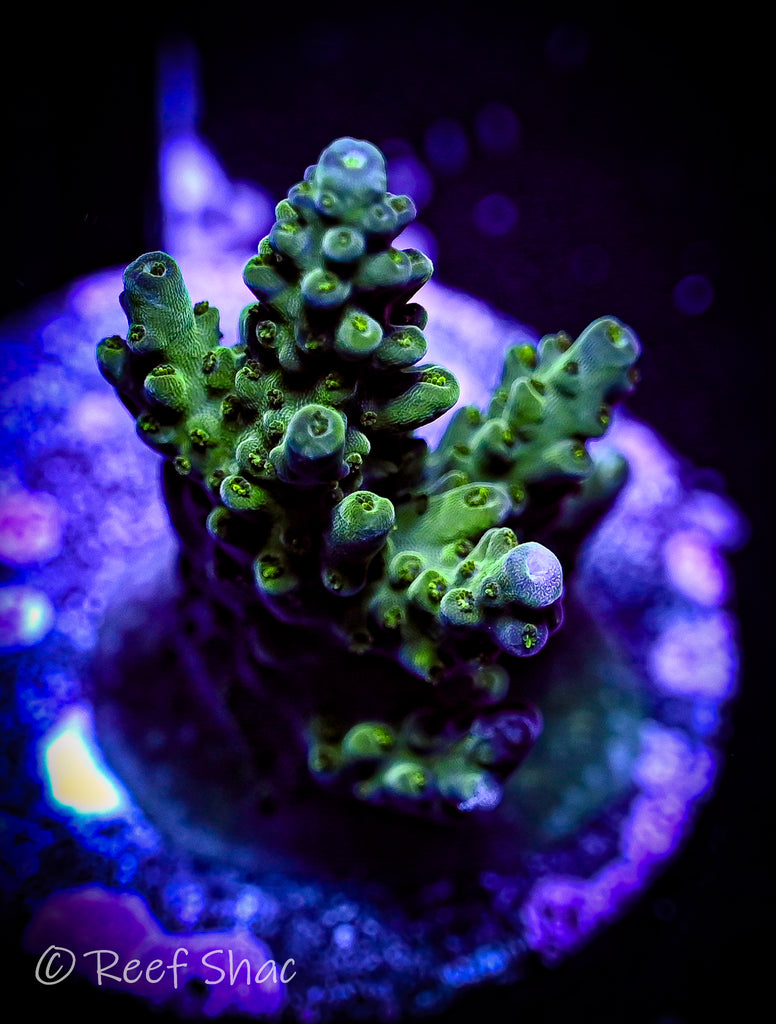 Blue Tip Acropora – Reef Shac Aquarium Store