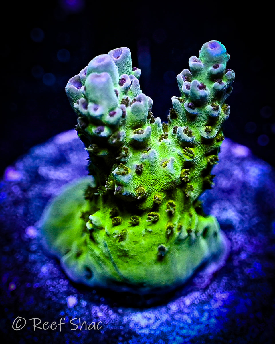 Chameleon Acropora – Reef Shac Aquarium Store