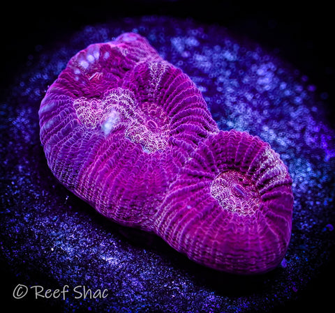 Red Fluted Moon Coral