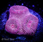 Red Fluted Moon Coral