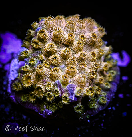 Gold Cyphastrea
