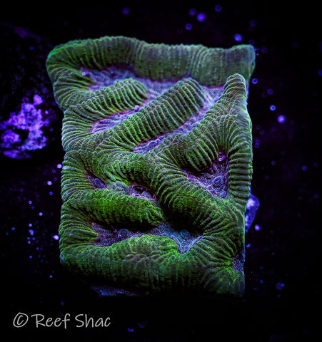 Purple and Green Maze Brain