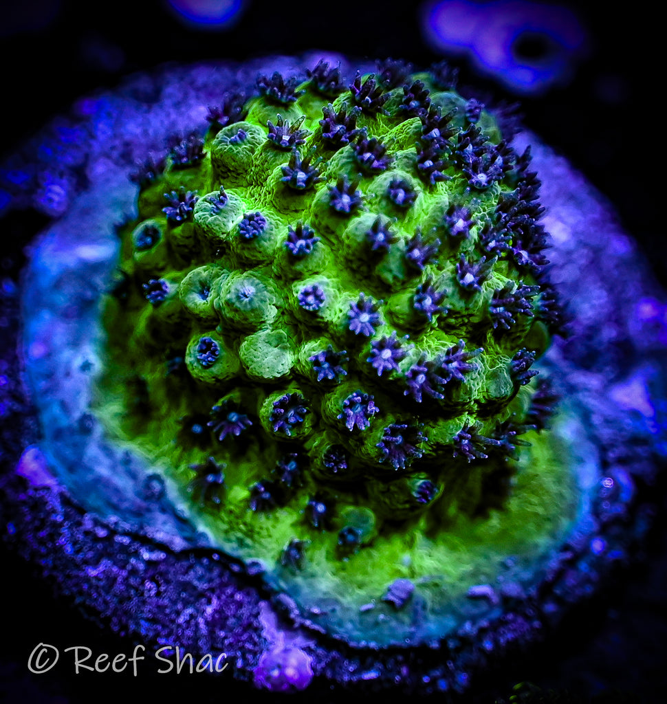 Blue Polyp Acropora – Reef Shac Aquarium Store