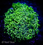 Indo Neon Green Wall Frogspawn