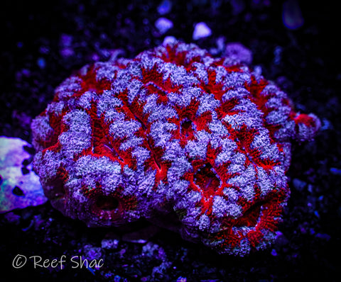 Red and White Acan Mini Colony