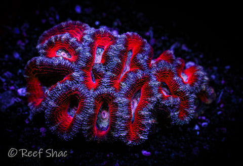 White and Red Acan Mini Colony