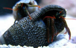 Red Leg Hermit Crab