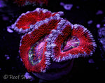 Red and Blue Acan 3 Polyp