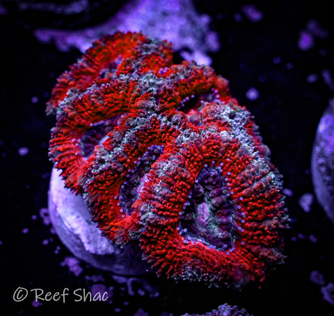 Red Acan 6+ Polyp
