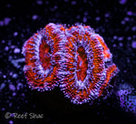 Orange and Blue Acan 3+ Polyp