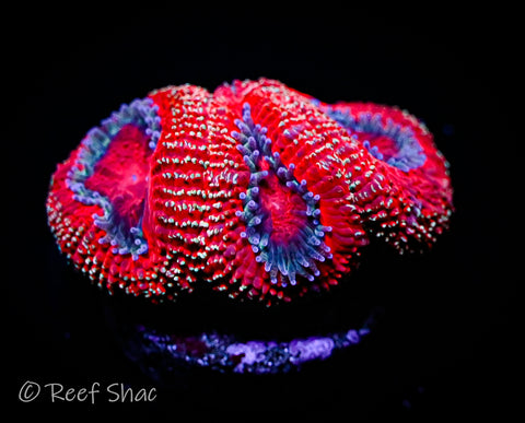 Speckled Red Acan Lord 3+ Polyp
