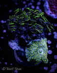 Mixed Soft Coral Frag