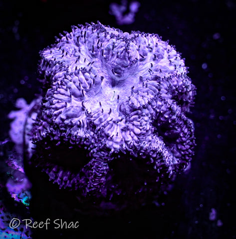 Purple Blasto 6+ Polyp