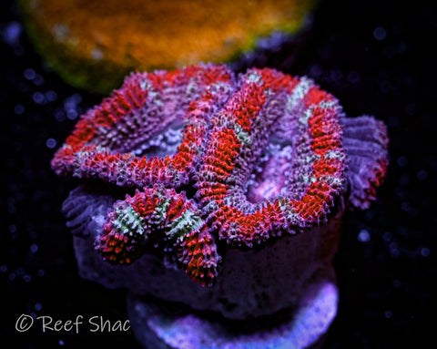 Red Stripe Acan 2+ Polyp
