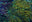 Reef Shac Aquarium Store logo