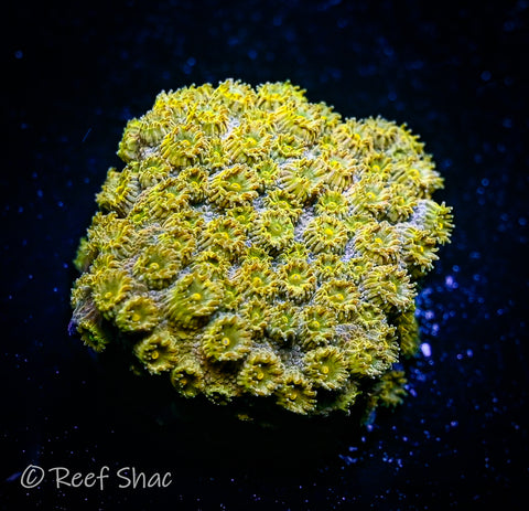 Gold Cyphastrea