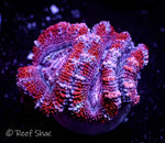 Red Stripe Acan 2+ Polyp