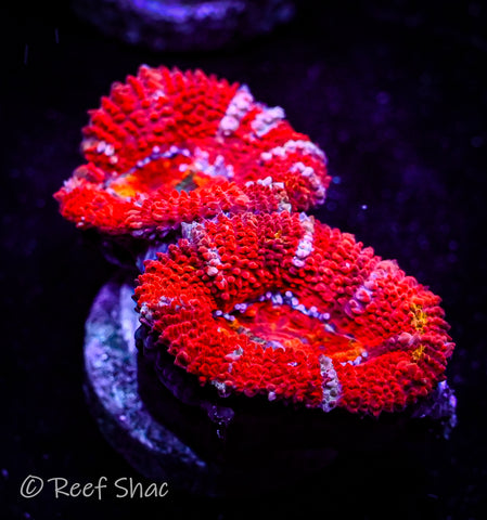 Red Stripe Acan 2 Polyp