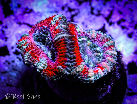 Blue and Red Stripe Acan 2 Polyp