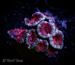 White and Red Acan Lord 9+ Polyp