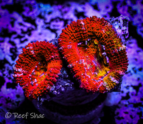 Red Acan 2 Polyp