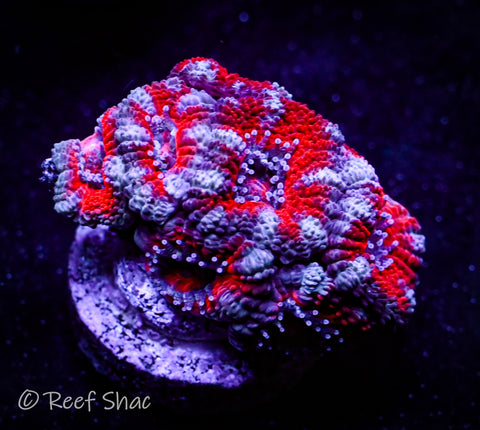 Red Stripe Acan 6+ Polyp