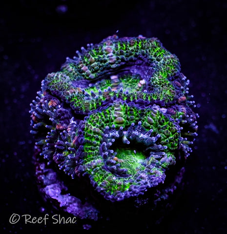 Green and Blue Acan 4 Polyp