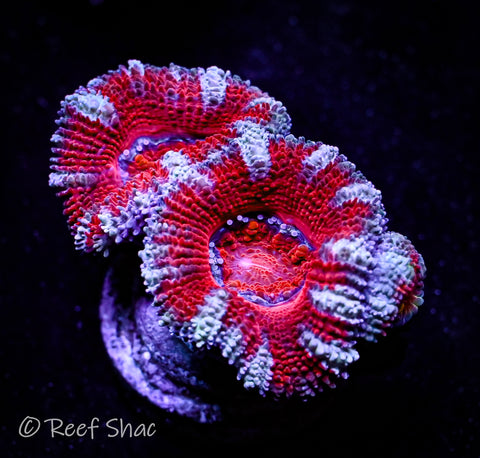 Red Stripe Acan 3 Polyp