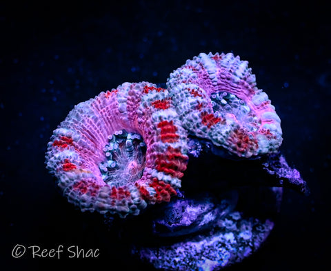 Pink and Red Stripe Acan 2 Polyp
