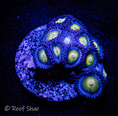 WWC AOI Zoa 12 Polyp