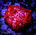 Super Red Encrusting Monitpora