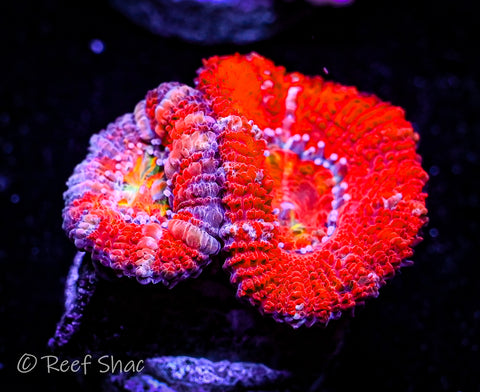 Red Acan 2 Polyp